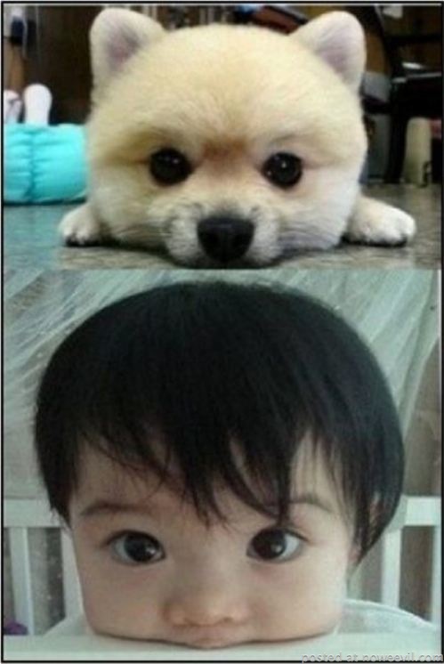 dog and kid big eyes