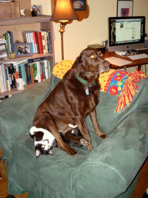 dog sitting on cat