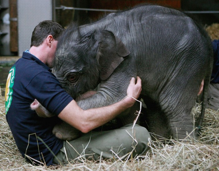 elephant hug