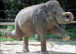 elephant pose