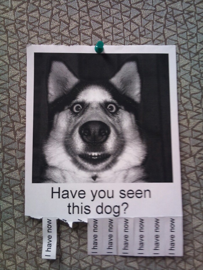 have you seen this dog