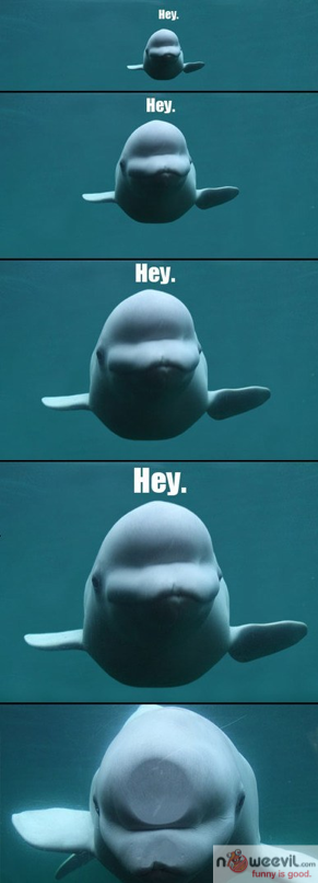 hey whale