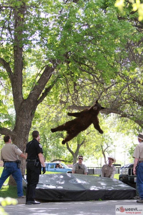 bear falling out of tree