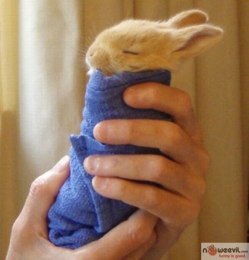 bunny towel