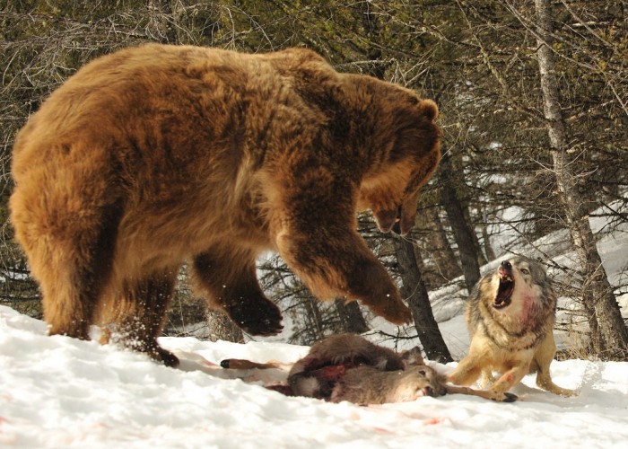 feeding bear