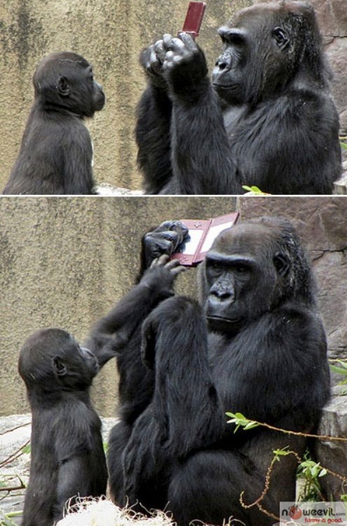 gorilla and ds