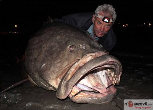 huge fish