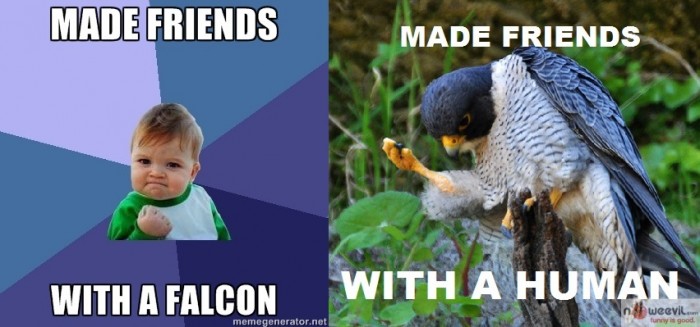 made friends with falcon