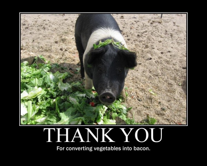 pig veggies to bacon