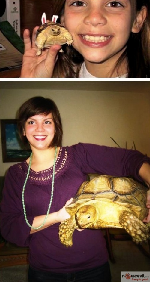 turtle over time