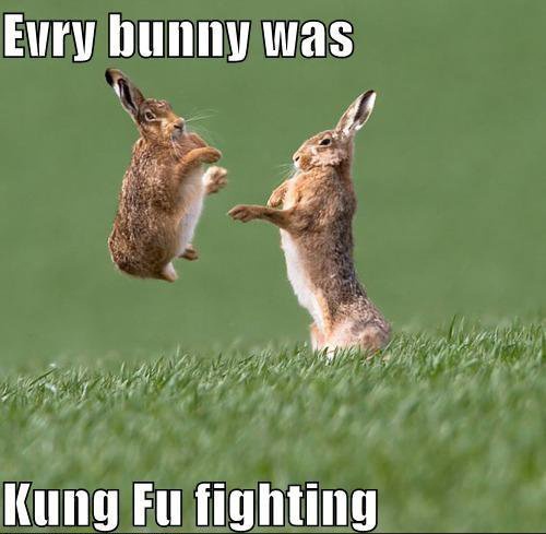 bunny kungfu