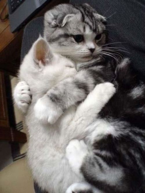 hugging cats