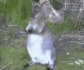 kangaroo gif