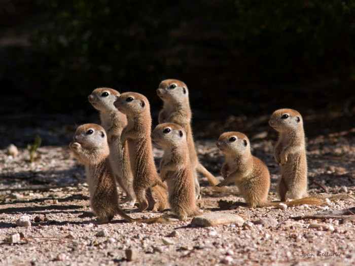 meerkats