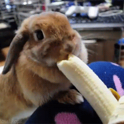 rabbit banana gif
