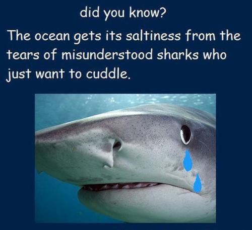shark tears