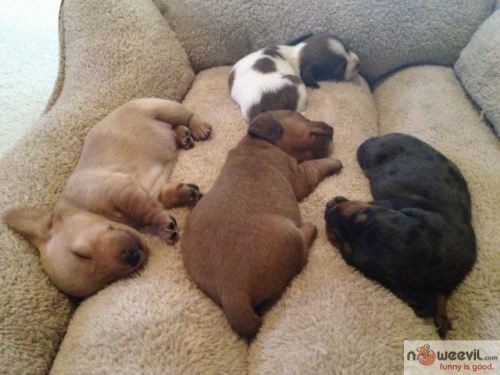 sleeping dogs