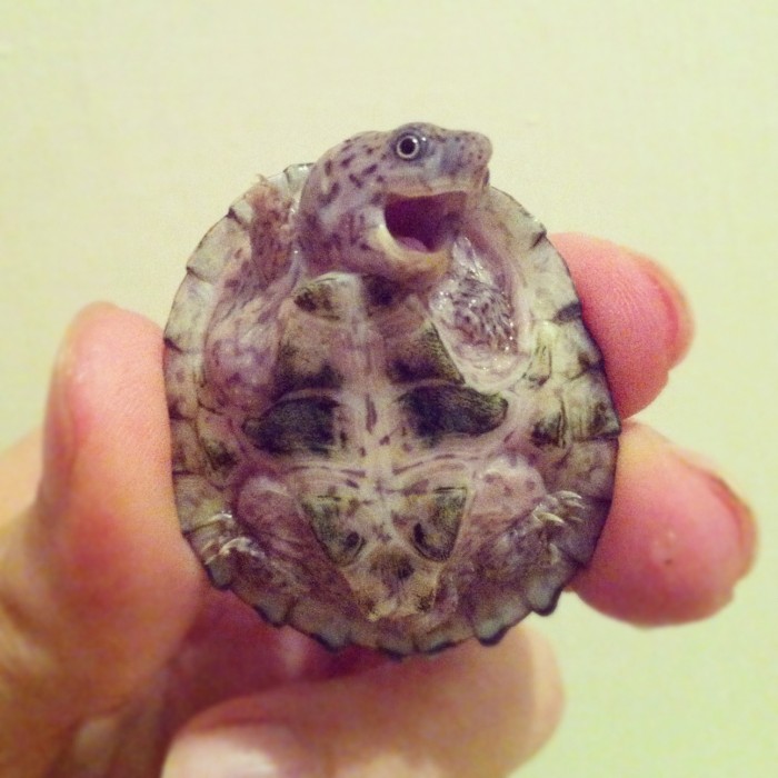turtle saying hey