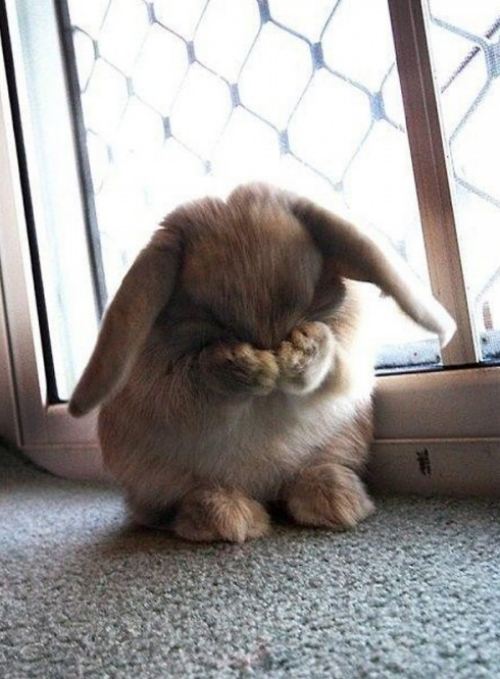 bunny hiding face