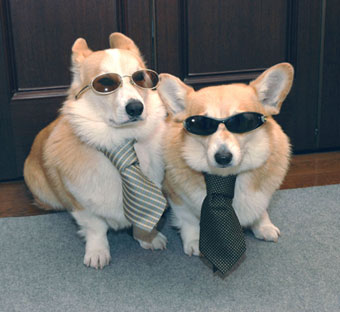 dogs and tie