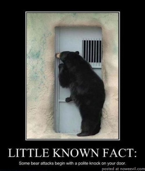 bear attack fact
