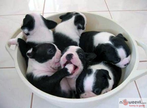 bowl of dogs