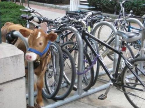 cow locked up