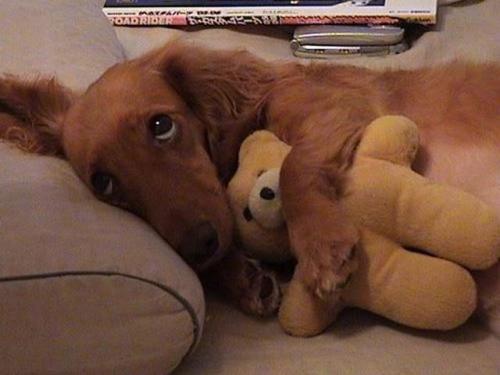 cuddling dog