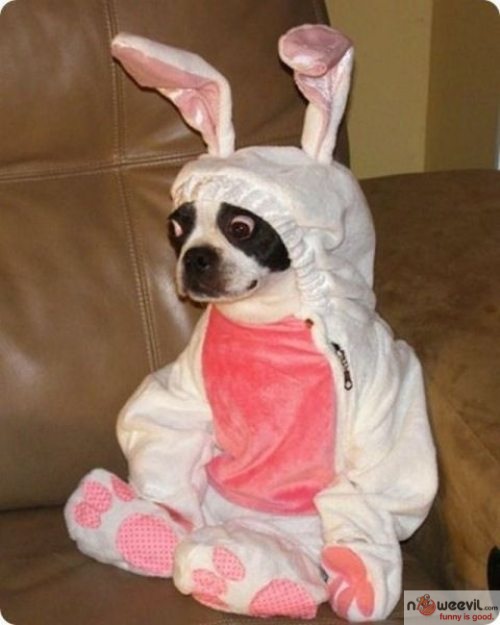 dog in bunny costume
