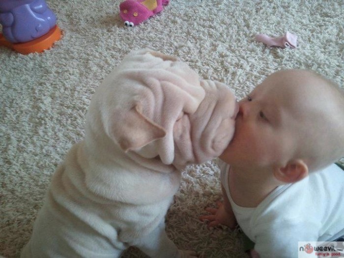 dog kissing baby