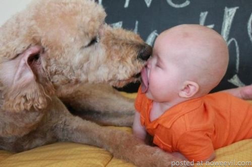dog licking baby face
