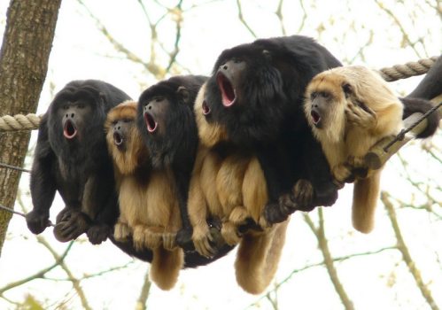 gorillas singing