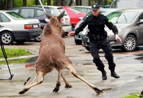 moose and cop