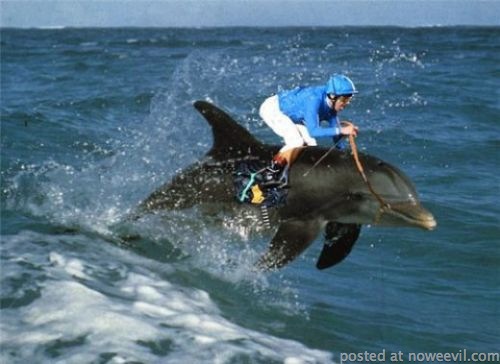 photoshop dolphin