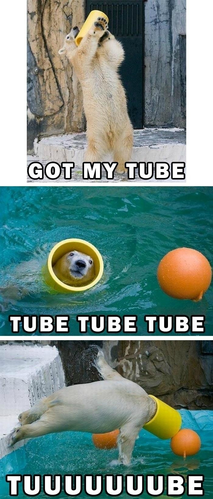polar bear tube