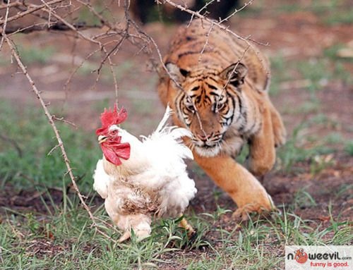 tiger and chicken