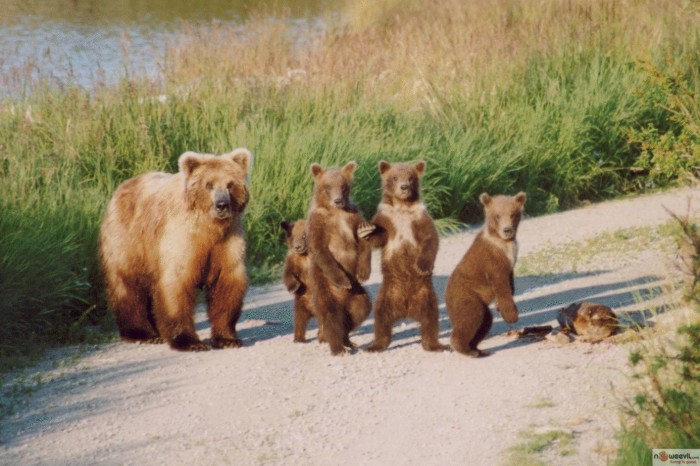bears on road