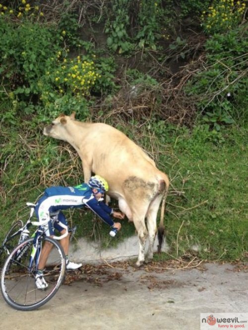 biker and cow