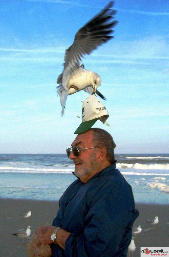 bird stealing hat