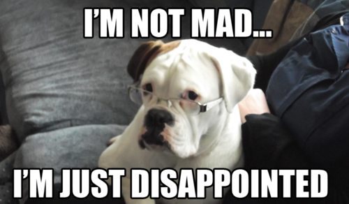 disappointed dog