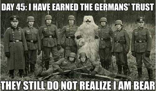 german bear