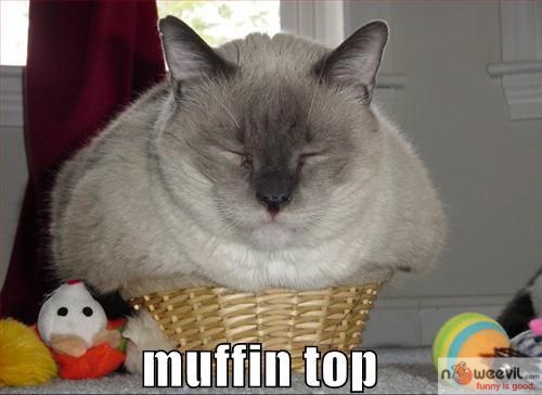 muffin top cat