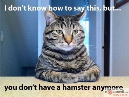 no more hamster