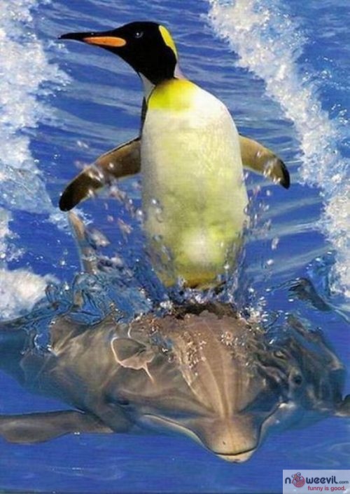 penguin and dolphin