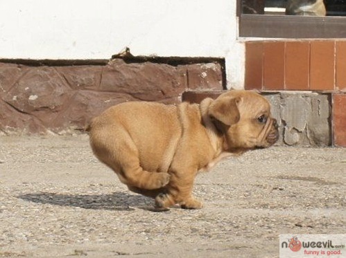 small dog running