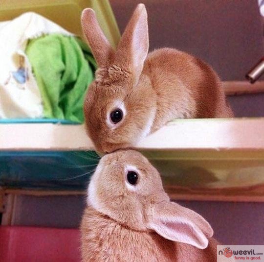 two bunnies kissing