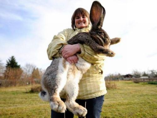 big bunny