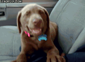 tired puppy gif