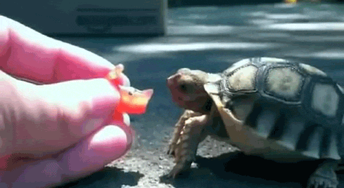 turtle gif