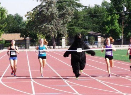 bear race
